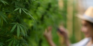 Cannabis or hemp growing in organic farm with young farmer standing in background.