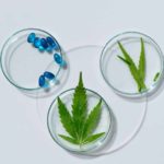 cannabis treatment concept