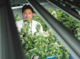 El fósforo en el cultivo de cannabis