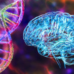 Genetic brain disorders, conceptual 3D illustration. Mutations in the DNA leading to brain diseases. Neurogenetics, neurodegenerative disorders