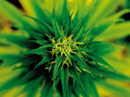 cogollo cannabis flor