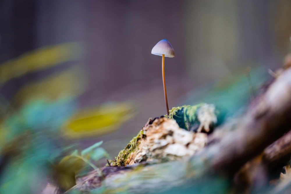 Soft focus of a Psilocybe at a forest floor