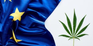 top view of green cannabis leaf near flag of Europe on white background