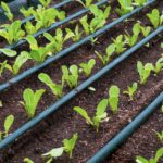 Young cos lettuce vegetable are growing with drip irrigation system in nursery plot