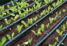 Young cos lettuce vegetable are growing with drip irrigation system in nursery plot