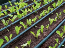 Young cos lettuce vegetable are growing with drip irrigation system in nursery plot