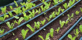Young cos lettuce vegetable are growing with drip irrigation system in nursery plot