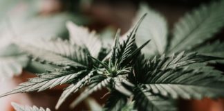A cannabis leaf!