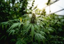 Close up photo of marijuana plants at indoor cannabis farm field. Hemp plants used for CBD and
