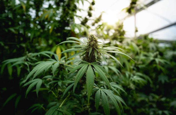 Close up photo of marijuana plants at indoor cannabis farm field. Hemp plants used for CBD and