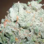 Cannabis y enfermedad de Crohn Cannabis y enfermedad de Crohn