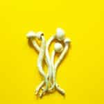 Dried psilocybin mushrooms on a yellow background, variety psilocybe cubensis