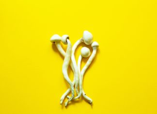 Dried psilocybin mushrooms on a yellow background, variety psilocybe cubensis