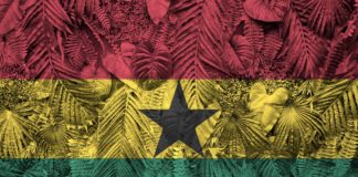 Ghana flag depicted on many leafs of monstera palm trees. Trendy fashionable background