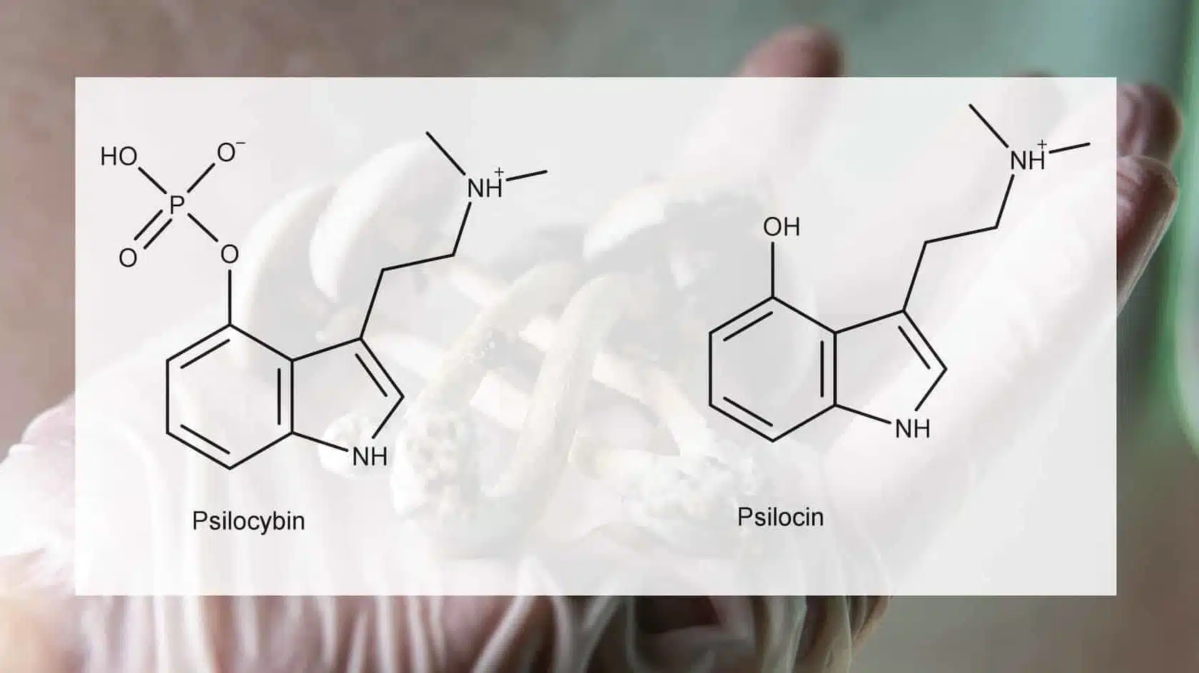 the influence of psilocybin and psilocyb on the physical and emotional state of a person