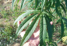 La paranoia judicial aplicada al cáñamo Cubierta vegetal