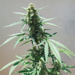 Consejos para el cultivo de autoflorecientes Consejos para el cultivo de autoflorecientes