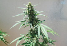Consejos para el cultivo de autoflorecientes Consejos para el cultivo de autoflorecientes