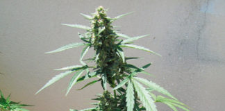 Cambios en la pol&iacute;tica de cannabis medicinal de Israel