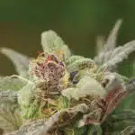 DSCF2158