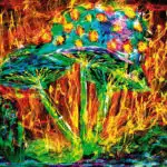 MAGIC-TRUFFLES-TRIP-REPORT-4