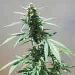 Cultivo de autoflorecientes para principiantes Cultivo de autoflorecientes para principiantes