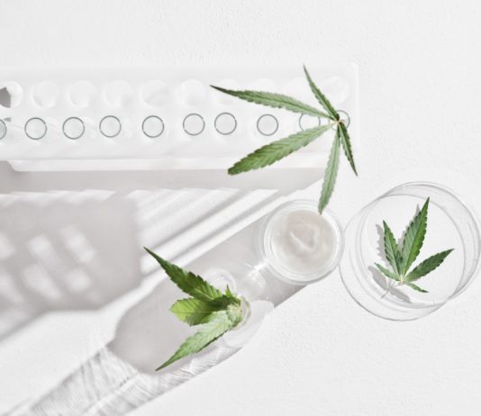 cannabis face cream and hemp leaves in laboratory . petri dishes and glassware on lab table.