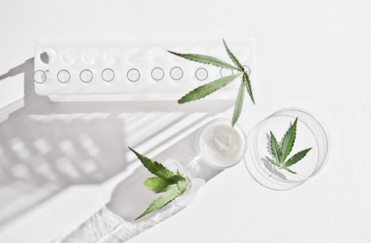 cannabis face cream and hemp leaves in laboratory . petri dishes and glassware on lab table.