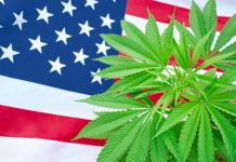 cannabis plant with American Flag background