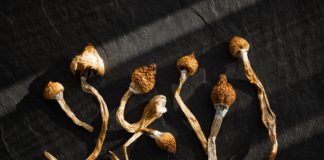 Dried hallucinogenic magic mushrooms