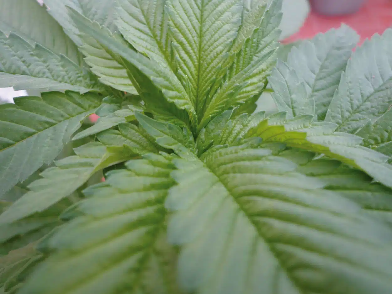 TRABE, historia viva de la agricultura ecológica