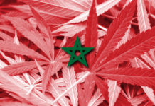 Morocco Flag on cannabis background. Drug policy. Legalization of marijuana