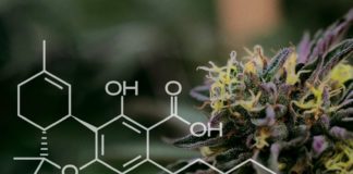 Todo lo que necesitas saber sobre el THCA: Un compuesto de cannabis no psicoactivo Todo lo que necesitas saber sobre el THCA: Un compuesto de cannabis no psicoactivo