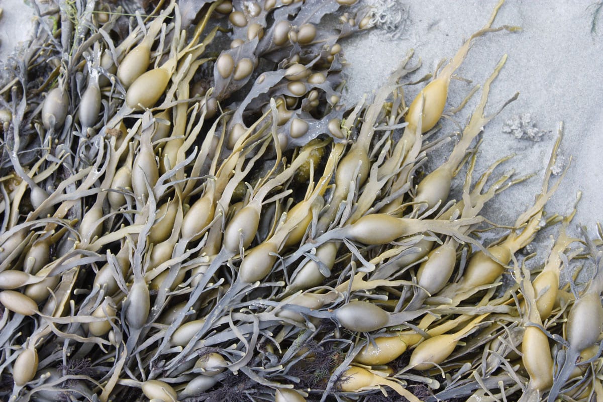 Ascophyllum nodosum en Kilclief Beach. Autor Ardfen