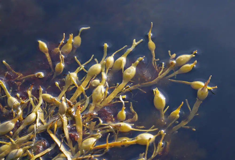 Ascophyllum nodosum. Autor Randi Hausken