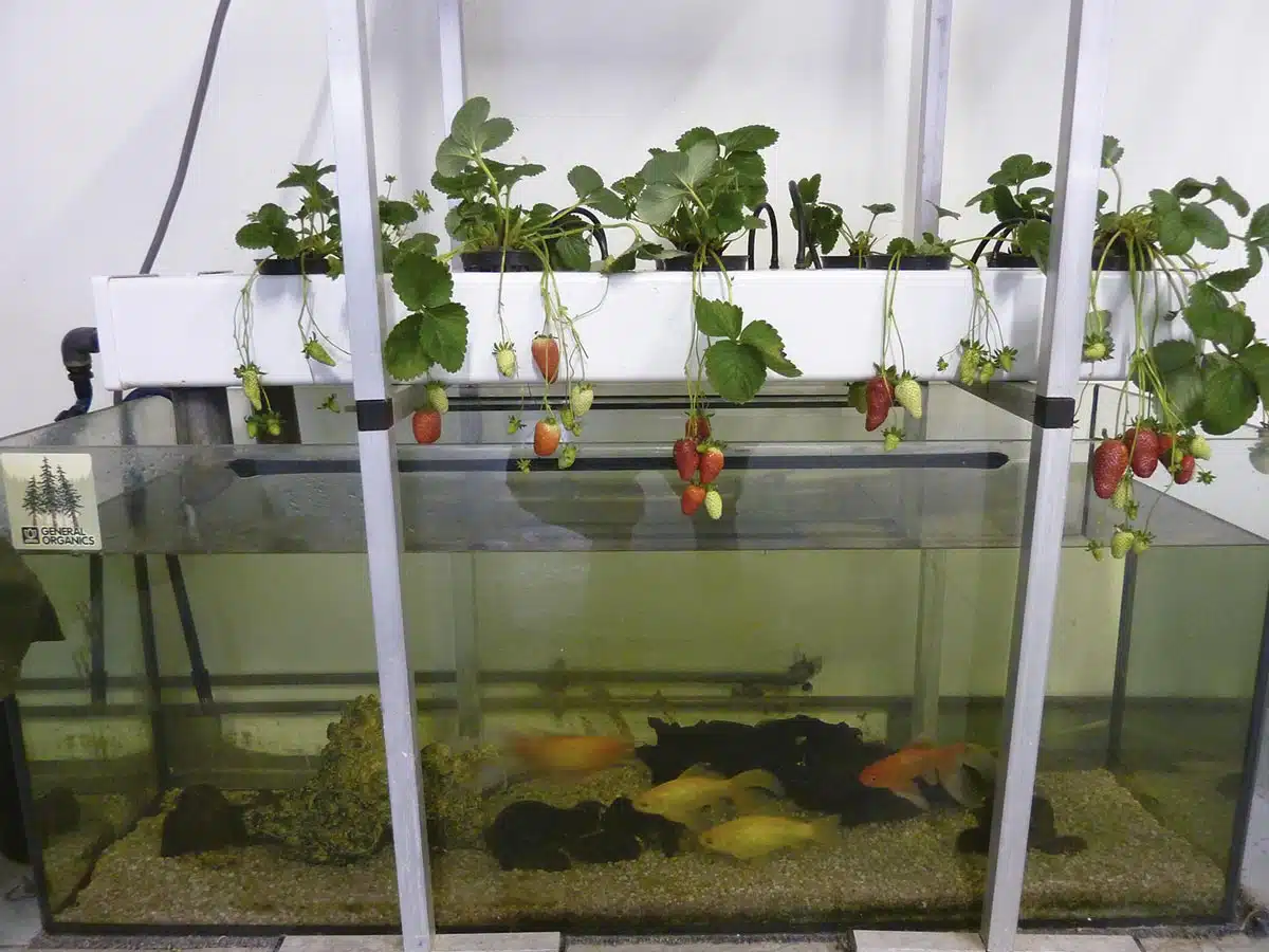 Cultivo de fresas en acuaponía
