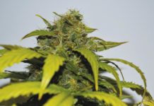 Cáñamo como fuente de CBD regulación del cannabis medicinal
