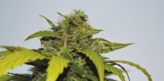 regulación del cannabis medicinal