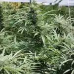 Nutrición del cannabis en floración (II) Nutrición del cannabis en floración (II)