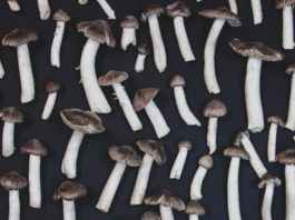 Gray mushrooms on black background, flat lay