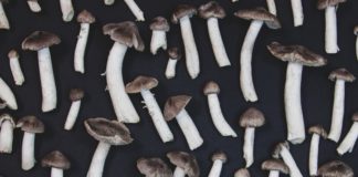 Gray mushrooms on black background, flat lay