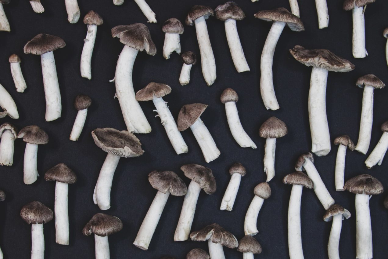 Gray mushrooms on black background, flat lay