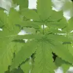 hidro2