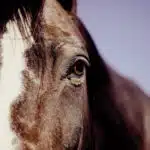 ¿Por qué no debes plantar cannabis en mierda de caballo? Una experiencia inolvidable ¿Por qué no debes plantar cannabis en mierda de caballo? Una experiencia inolvidable