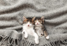 Two little kittens sleep with their eyes closed and covered with fluffy blanket