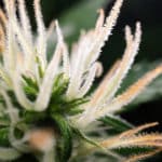bud cannabis plant flowering when growing marijuana, trichomes and hairs