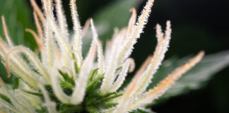 bud cannabis plant flowering when growing marijuana, trichomes and hairs
