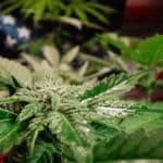 Cultivating marijuana, sativa cannabis weed plant on american flag background.