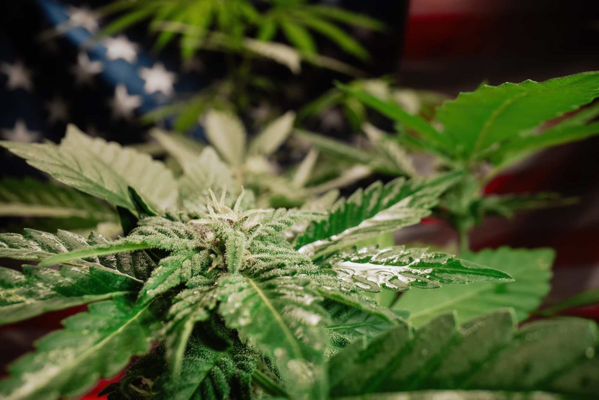 Cultivating marijuana, sativa cannabis weed plant on american flag background.