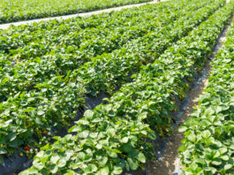 Green Strawberry field